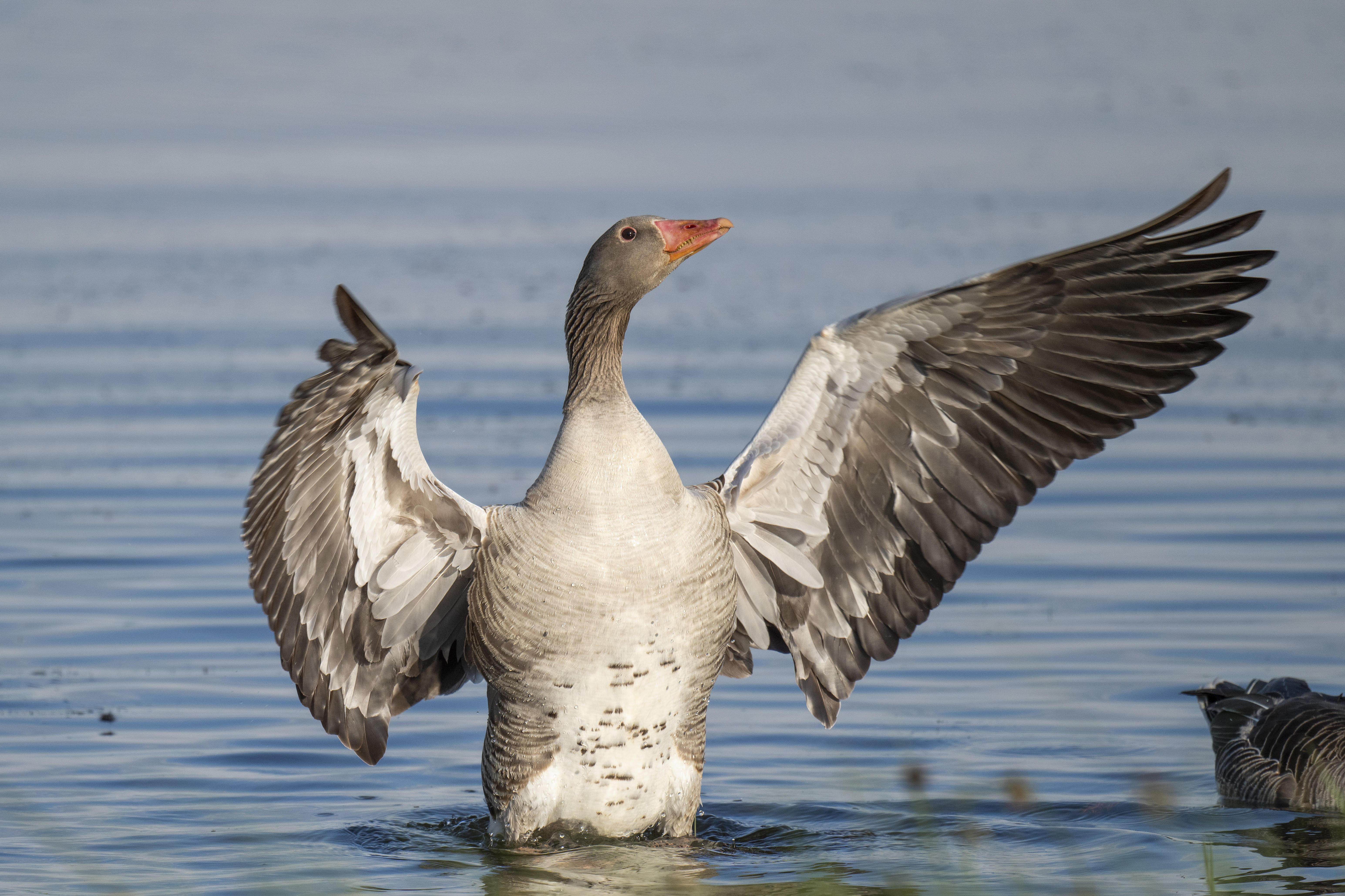 Graugans (Anser anser), Ganter schlägt mit den Flügeln
