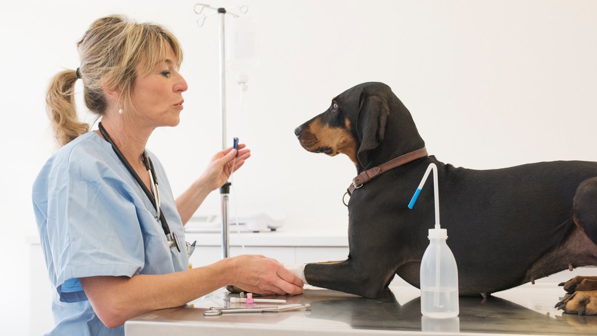 Eine Tierärztin behandelt einen Hund - ab November bekommt sie dafür mehr Geld.