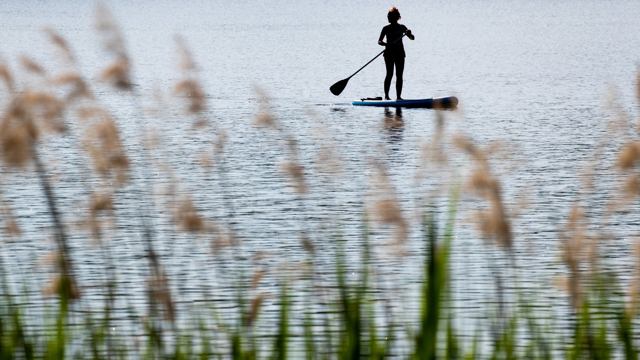 Stand-Up-Paddler schrecken Zugvögel auf