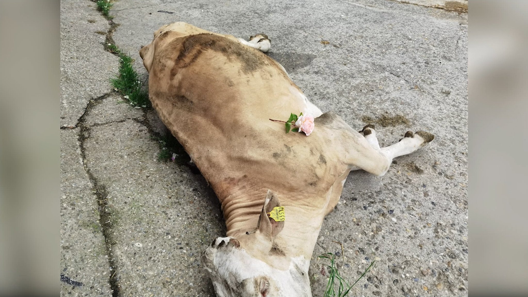 Kuh von Dosenschrott aufgeschlitzt