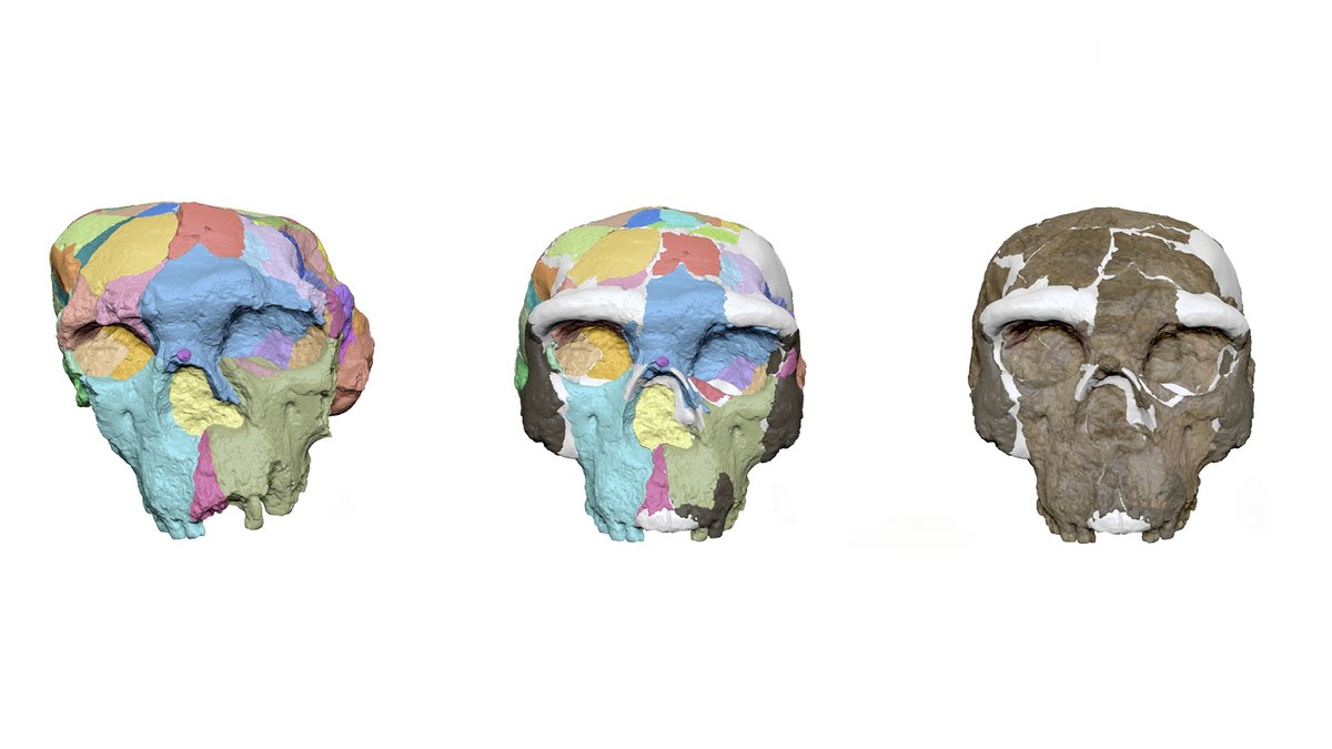 Fossiler Schädel: Homo sapiens viel älter als angenommen?