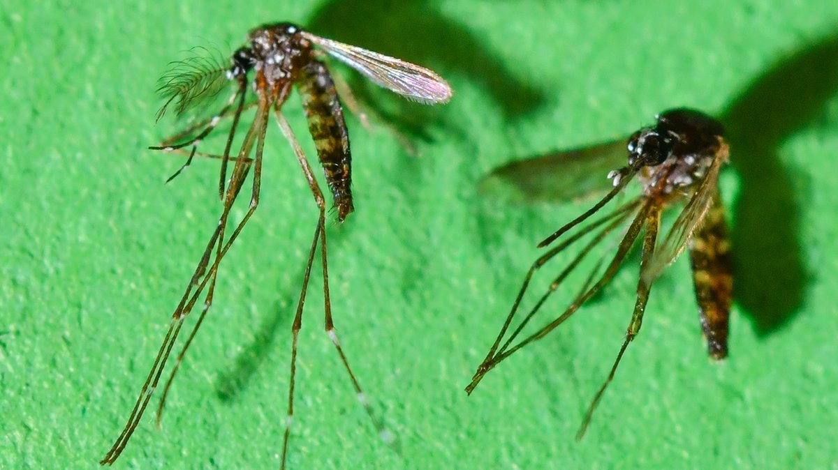 Mücken: Was tun gegen stechende Plagegeister?