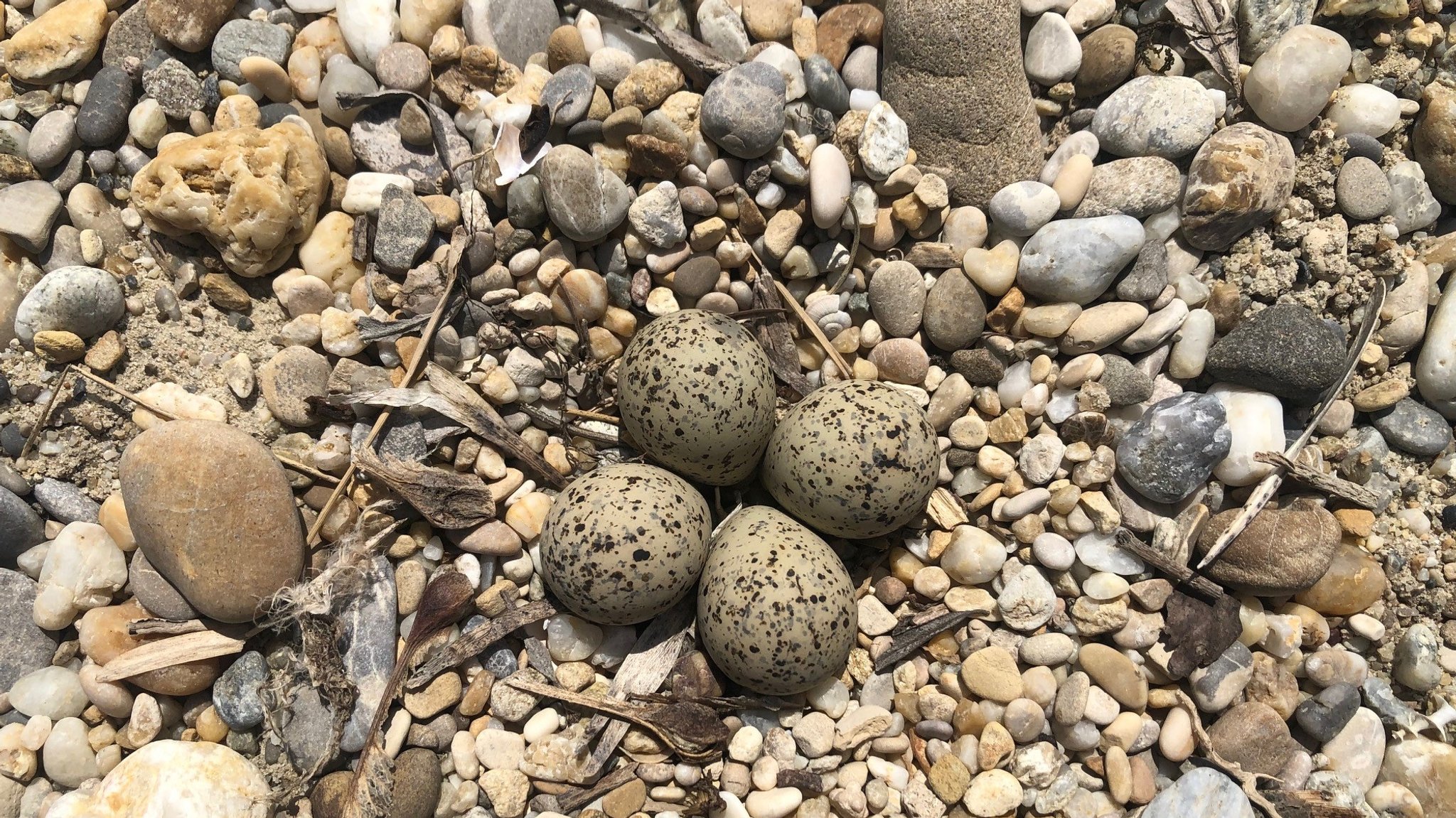 Das Nest des Flussregenpfeifers