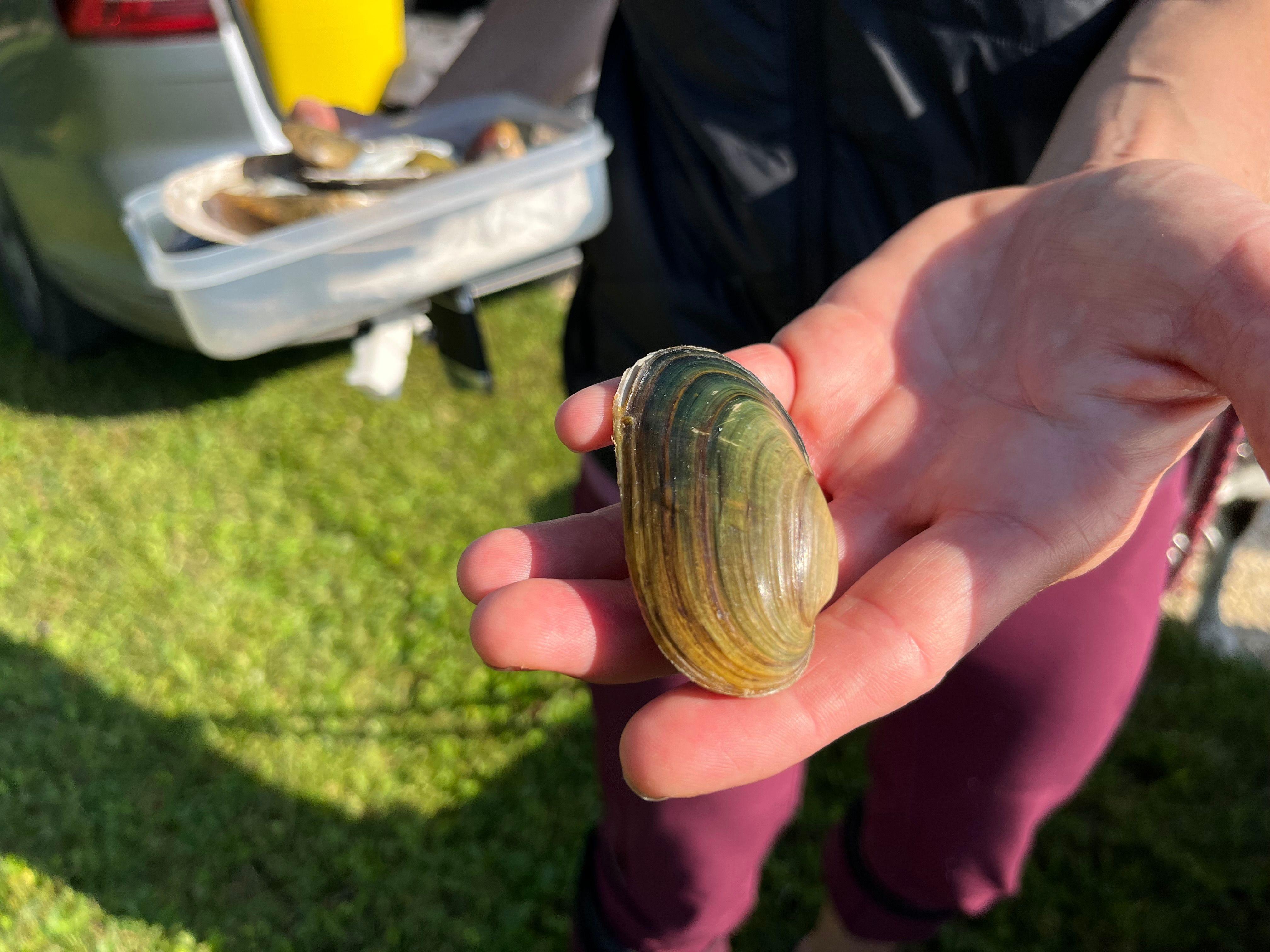 Susanne Kling hält die Schale einer Bachmuschel in der Hand.