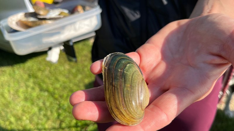Susanne Kling hält die Schale einer Bachmuschel in der Hand. | Bild: Tobias Hildebrandt / BR Susanne Kling hält die Schale einer Bachmuschel in der Hand.