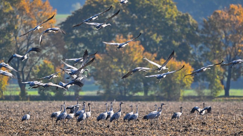 Mehrere Tausend Kraniche flogen am Wochenende über Oberbayern hinweg. | Bild: picture alliance/dpa/Patrick Pleul Mehrere Tausend Kraniche flogen am Wochenende über Oberbayern hinweg.