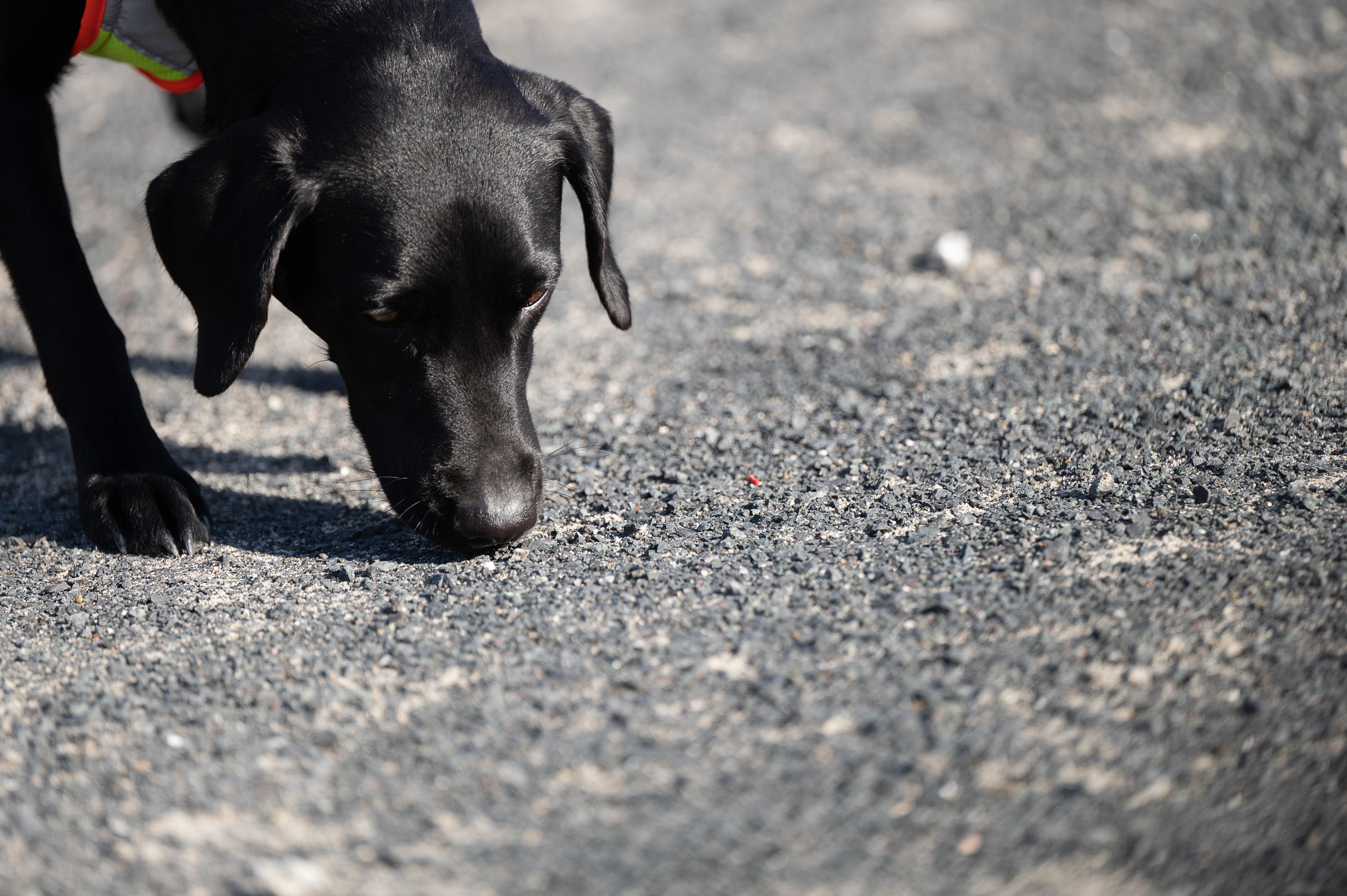Symbolbild: Labrador auf Spurensuche
