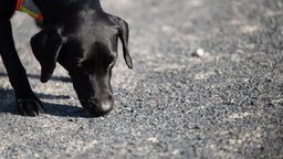 Symbolbild: Labrador auf Spurensuche | Bild:picture alliance/dpa | Sebastian Gollnow