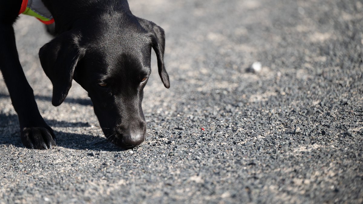 Feuerwehrmann Bruno rettet Hund Bruno aus Baustellenloch