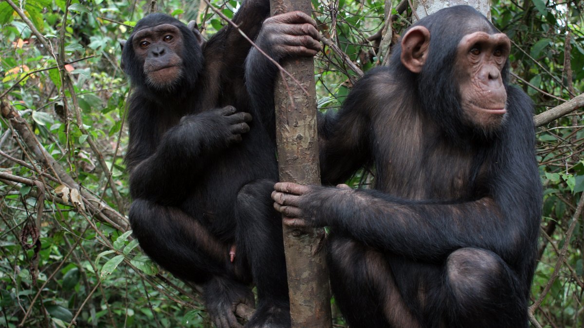 Schimpansen lernen viel voneinander. 