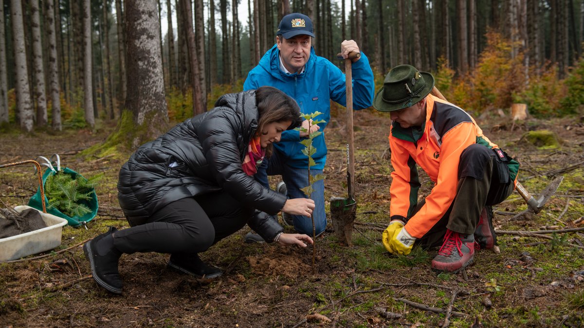 Landwirtschaftsministerin Kaniber (l.), Ministerpräsident Söder (M.) und Forstwirtschaftsmeister Thun (r.) bei symbolischer Baum-Pflanzung.