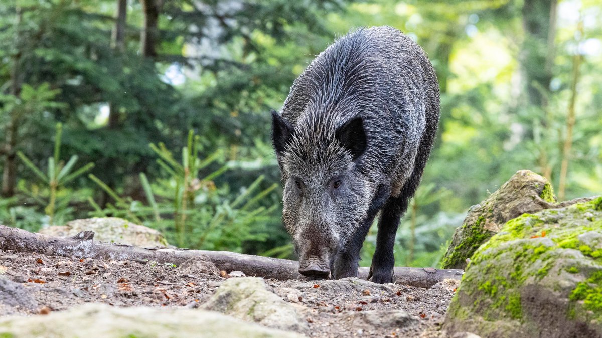 Wildschwein im Wald, den Rüssel knapp über dem Boden. Im Landkreis Freising hat sich ein Wildschwein mit der Aujeszkyschen Krankheit infiziert. (Symbolbild)