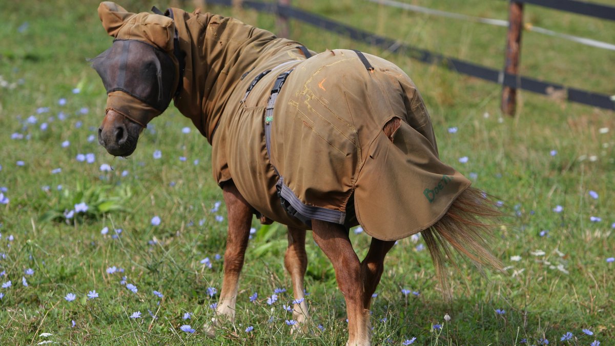 Pony mit Schutzhaube und -decke auf einer Weide