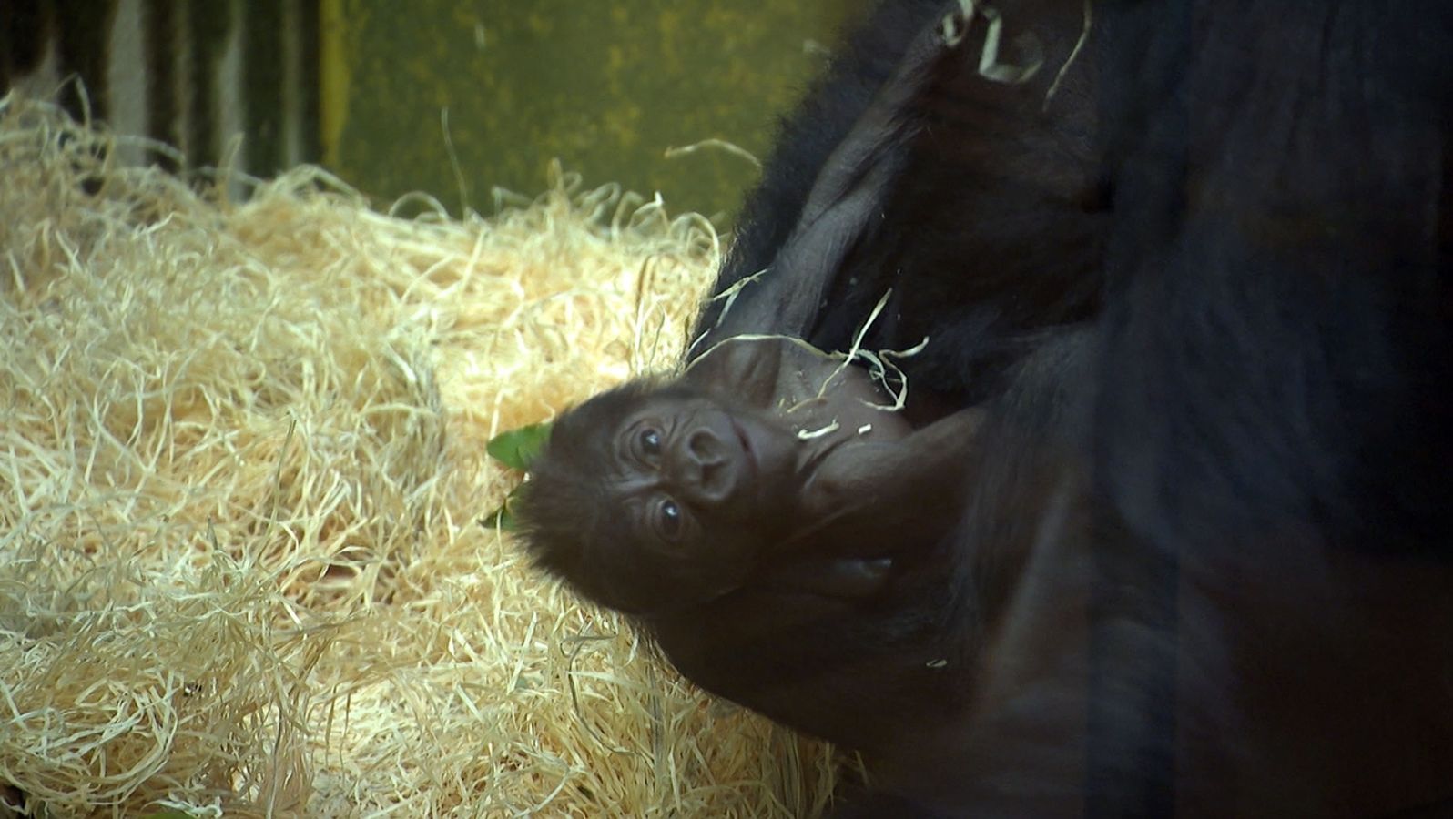 Freude Im Nurnberger Tiergarten Gesundes Gorilla Baby Geboren Br24