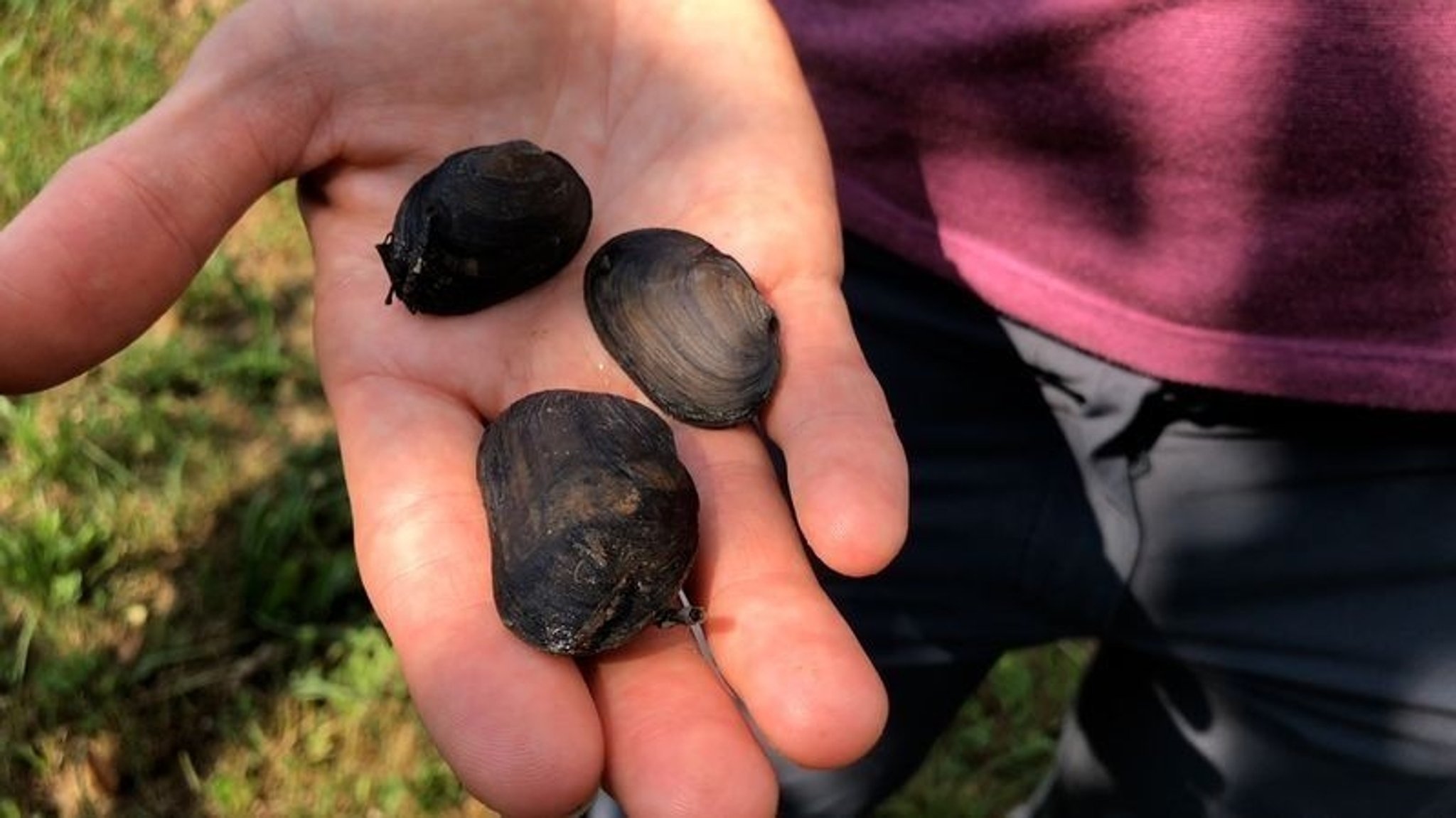 Drei Bachmuscheln auf der Hand einer Naturschützerin