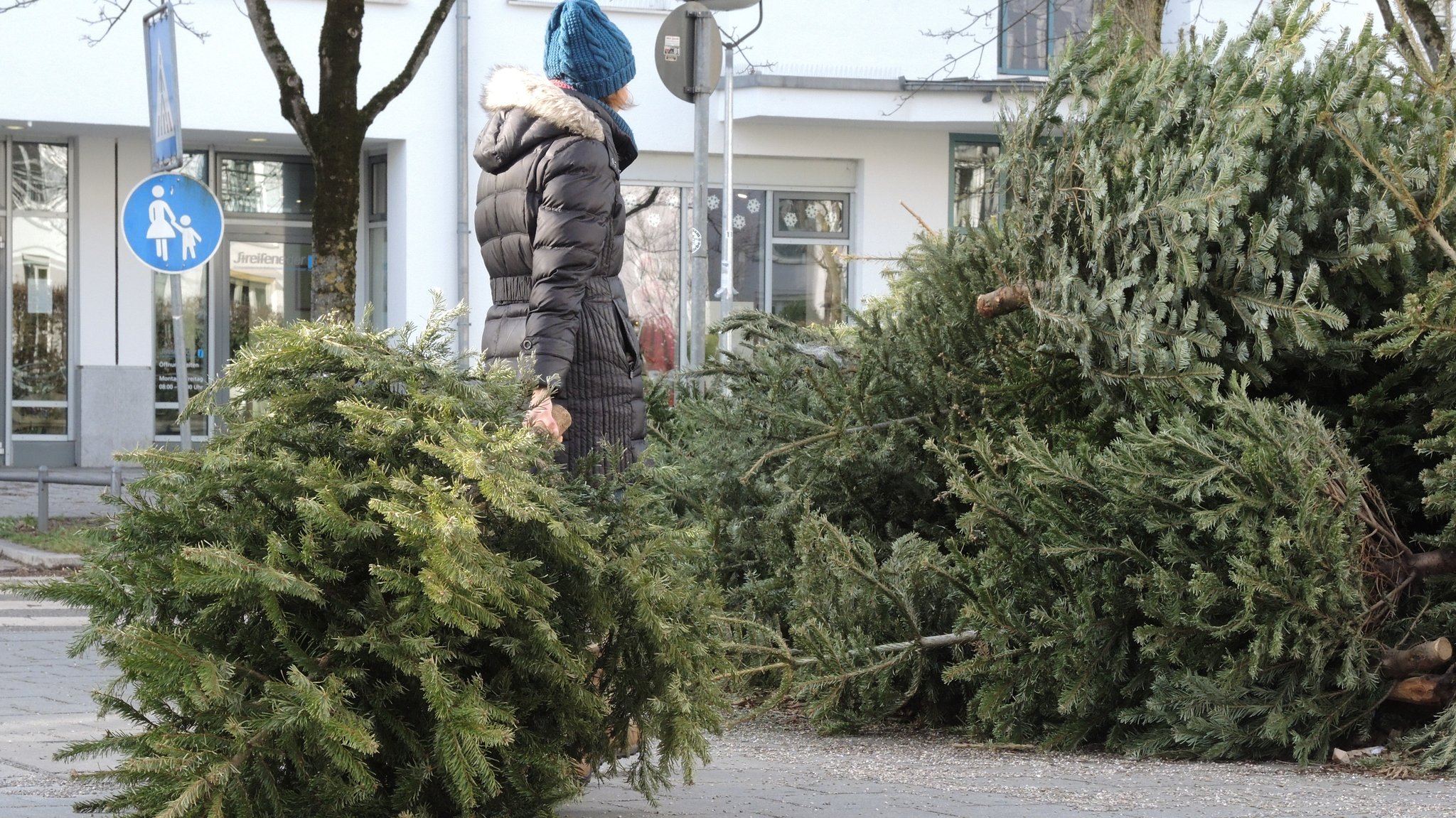 Frau zieht einen Tannenbaum zu einem Haufen entsorgter Tannenbäume.