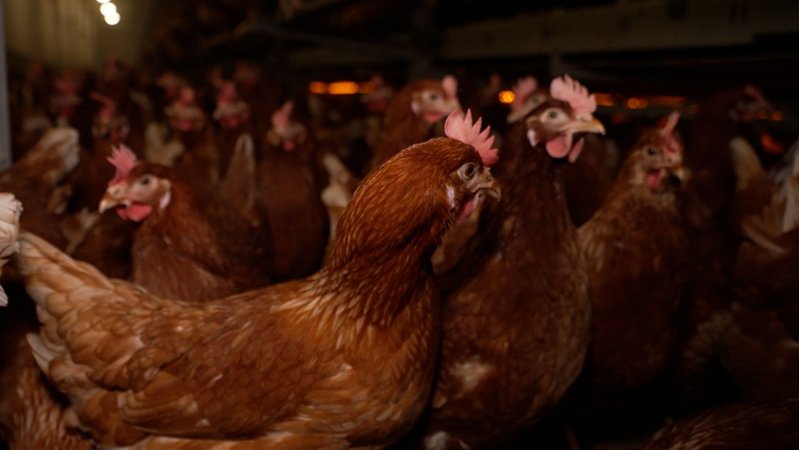 Hühner im Stall | Bild: BR Hühner im Stall