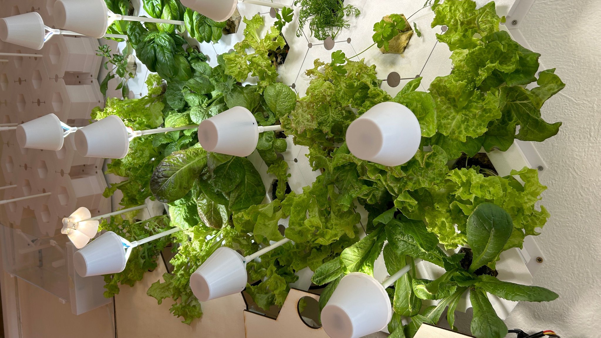 Ein Salatbeet mit weißen Leuchten wächst an der Wand.