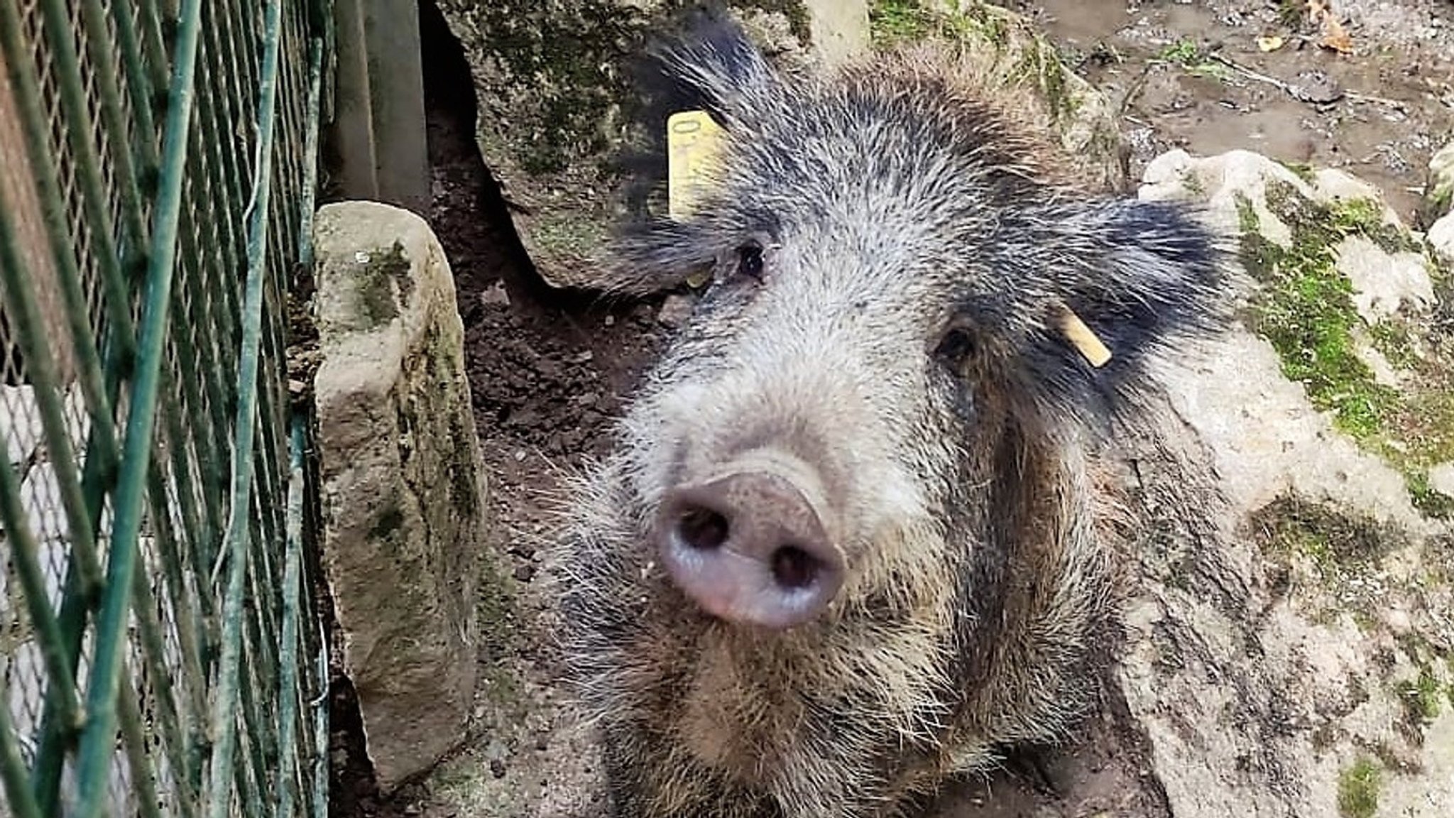 Wildschwein Sissi im Schweinfurter Wildpark an den Eichen