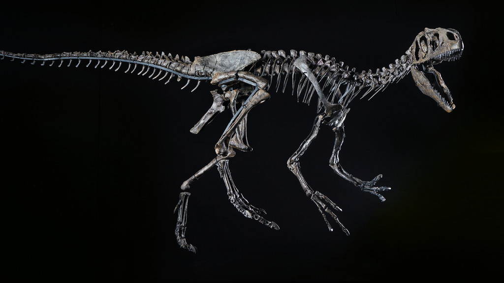 Beleuchtetes Allosaurier-Skelett vor schwarzem Hintergrund