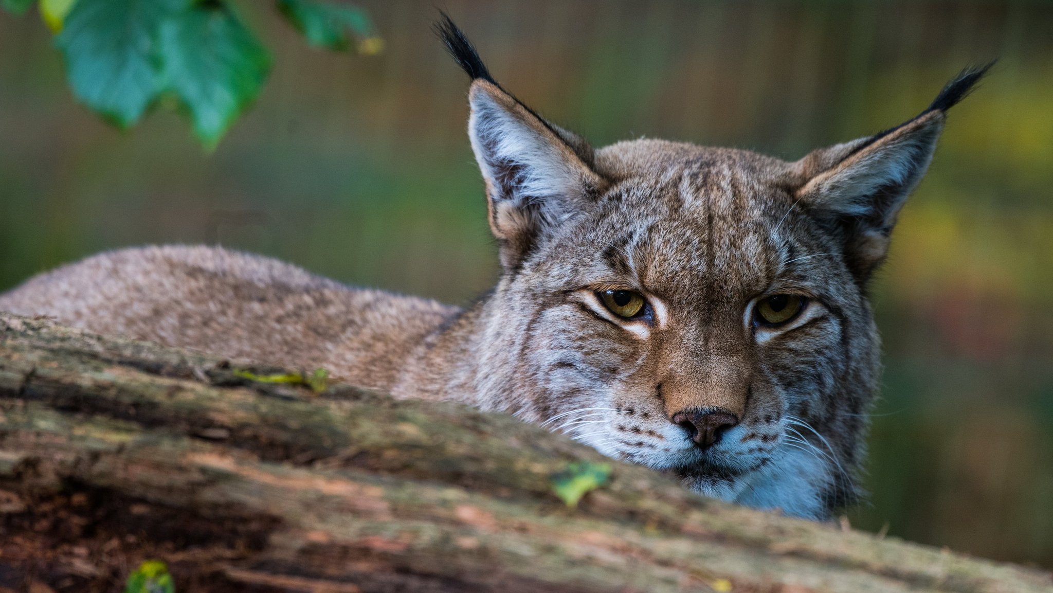 Junger Luchs im Bayerischen Wald angefahren und verletzt