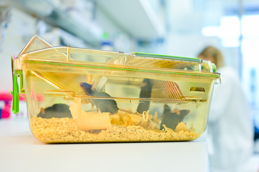 Ein geschlossener Behälter mit Mäusen steht in einem Labor des Deutschen Krebsforschungszentrums (DKFZ) vor einer Mitarbeiterin auf einem Tisch. 