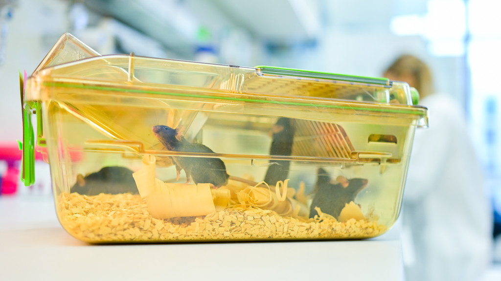 Ein geschlossener Behälter mit Mäusen steht in einem Labor des Deutschen Krebsforschungszentrums (DKFZ) vor einer Mitarbeiterin auf einem Tisch. 
