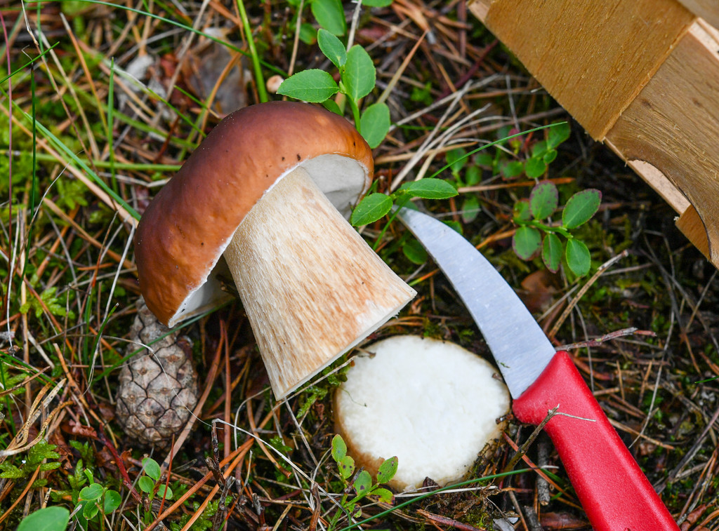 Ein abgeschnittener Steinpilz und ein Messer liegen auf dem Waldboden