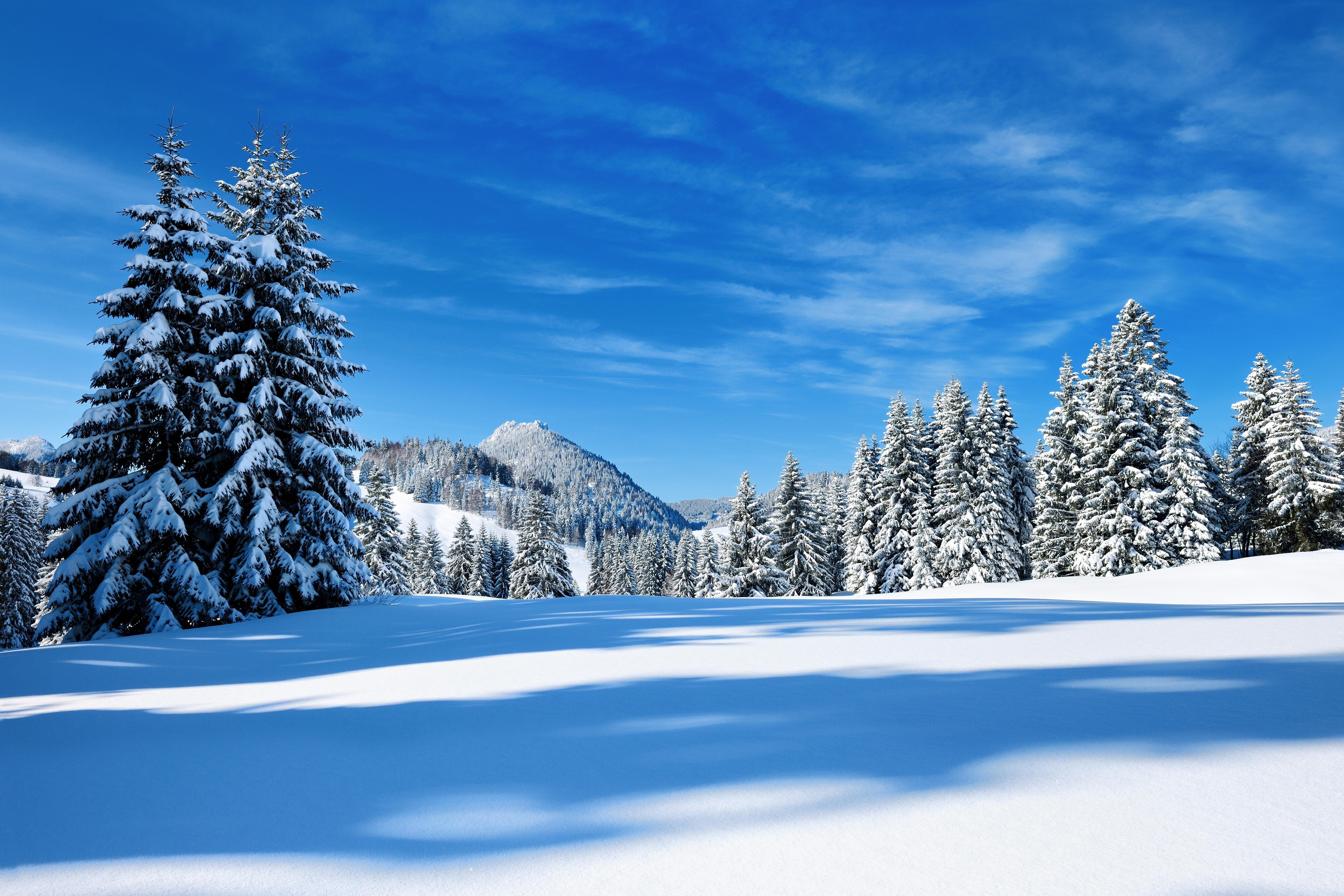 Archivbild: Verschneite Nadelbäume am Oberjoch.