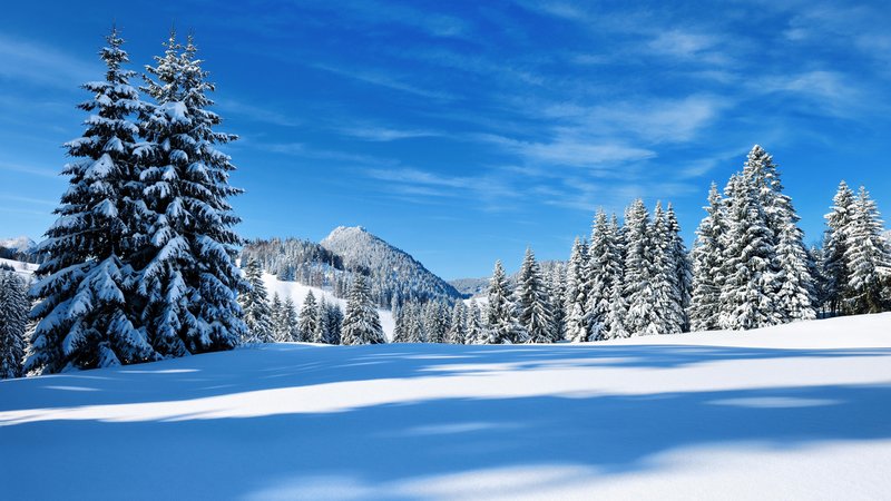 Archivbild: Verschneite Nadelbäume am Oberjoch. | Bild: picture alliance / imageBROKER | AVTG Archivbild: Verschneite Nadelbäume am Oberjoch.
