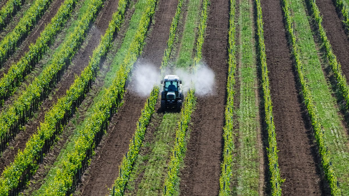 Ein Traktor sprüht Pestizide im Weinberg.