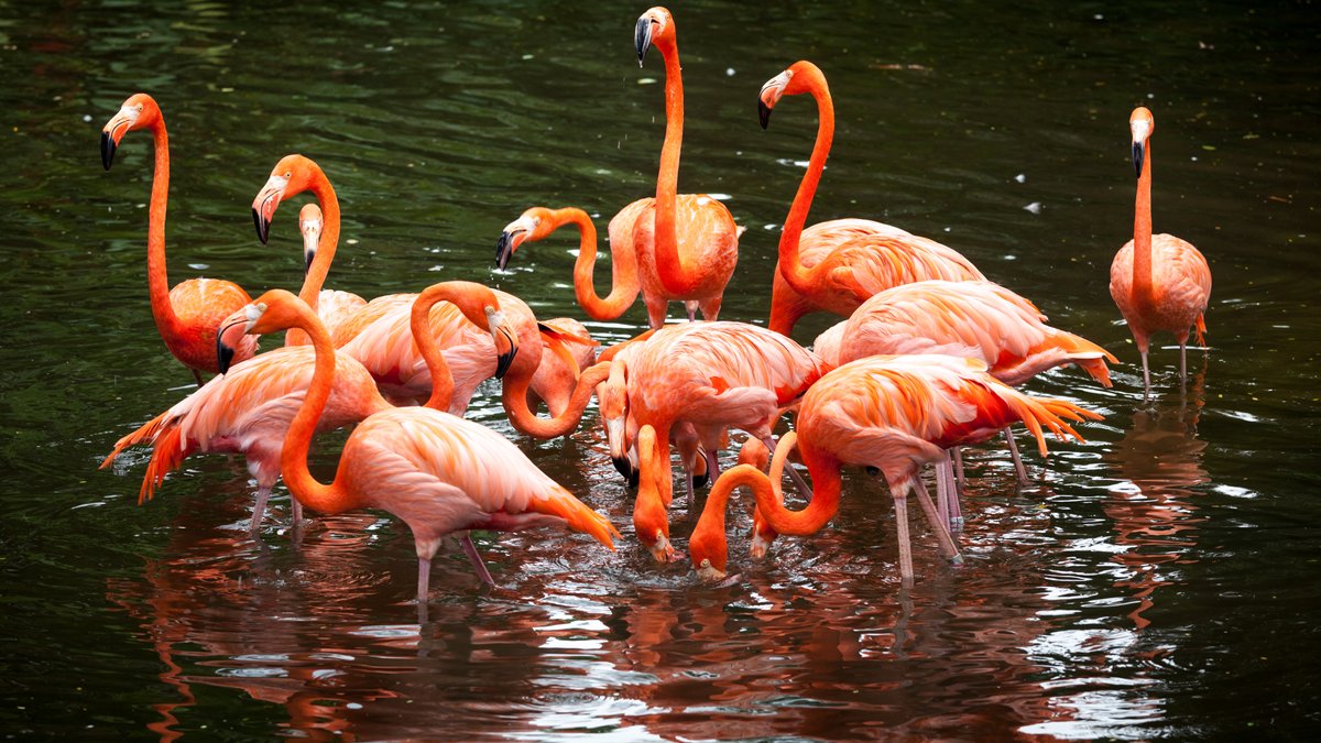 Neue Beobachtungen zeigen, dass das Sozialverhalten von Flamingos viel komplexer ist als bisher angenommen.