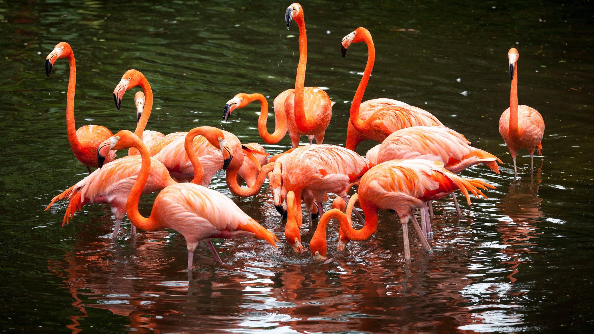 Flamingos führen jahrelange Freundschaften