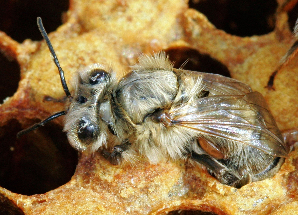 Honigbiene mit einer Varroa-Milbe an der Unterseite des Hinterteils