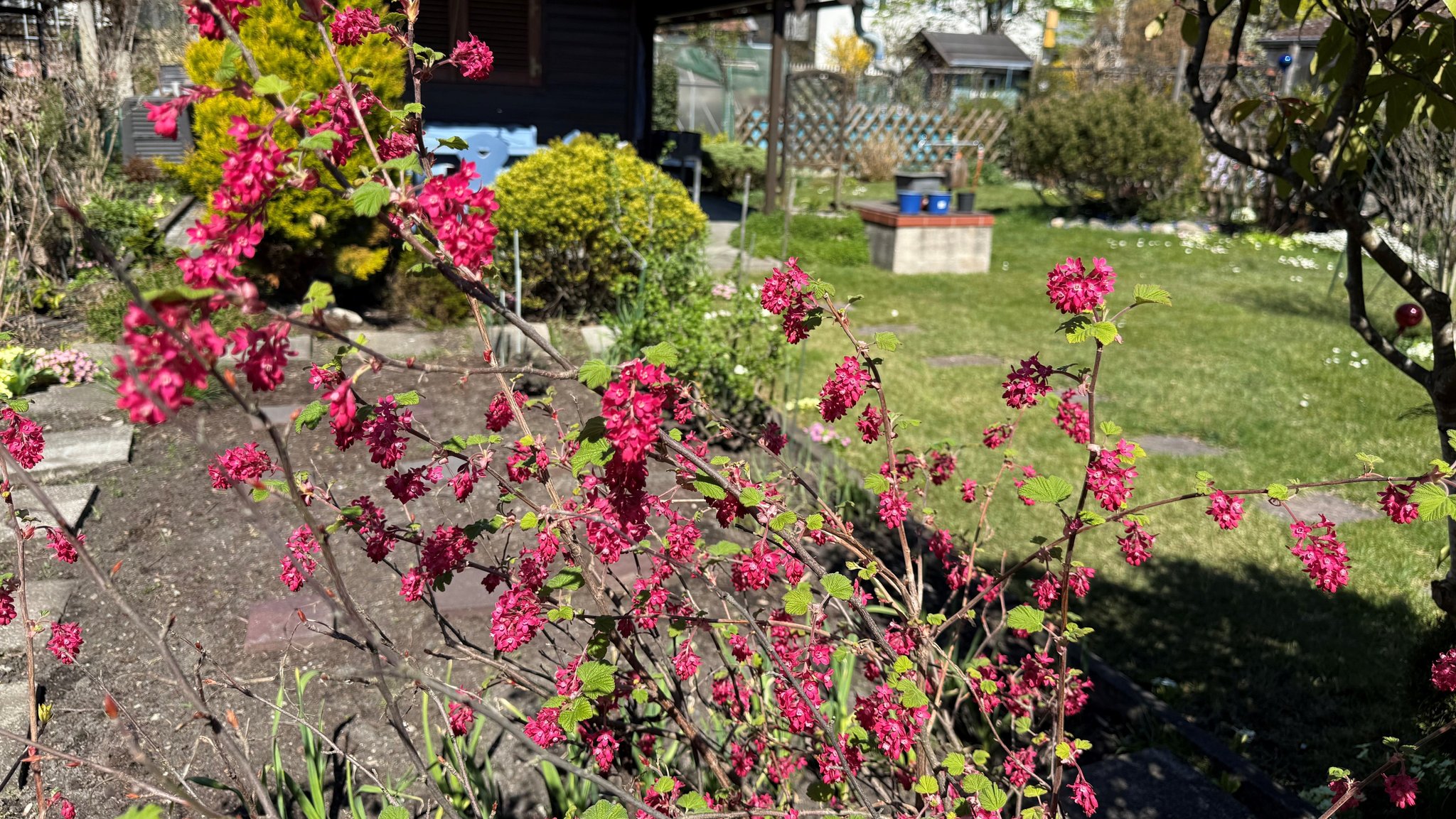Kleingartenanlage an der Münchner Lazarettstraße im Frühling