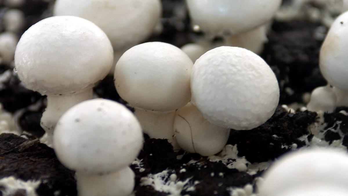 Download Giftige Speisepilz Giftige Pilze Bestimmen Gif