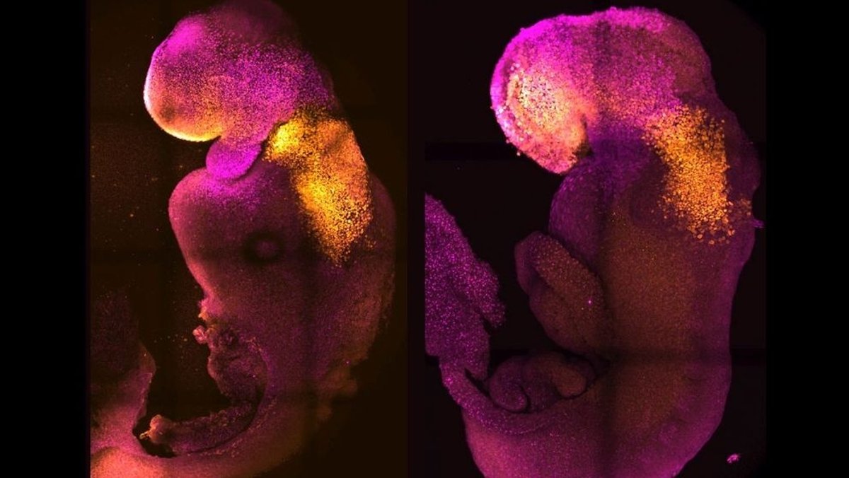 Natürlicher (links) und synthetischer (rechts) Mäuse-Embryo nebeneinander, um Hirn- und Herzregion vergleichen zu können.