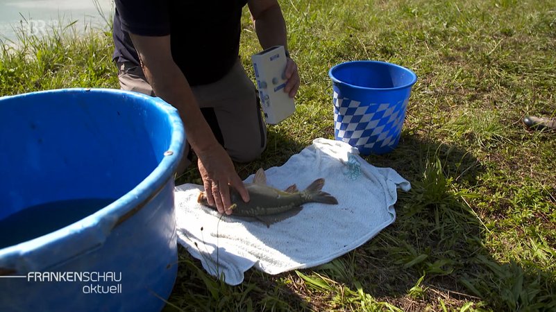 Überpfrung eines Fischs. | Bild: BR Überpfrung eines Fischs.