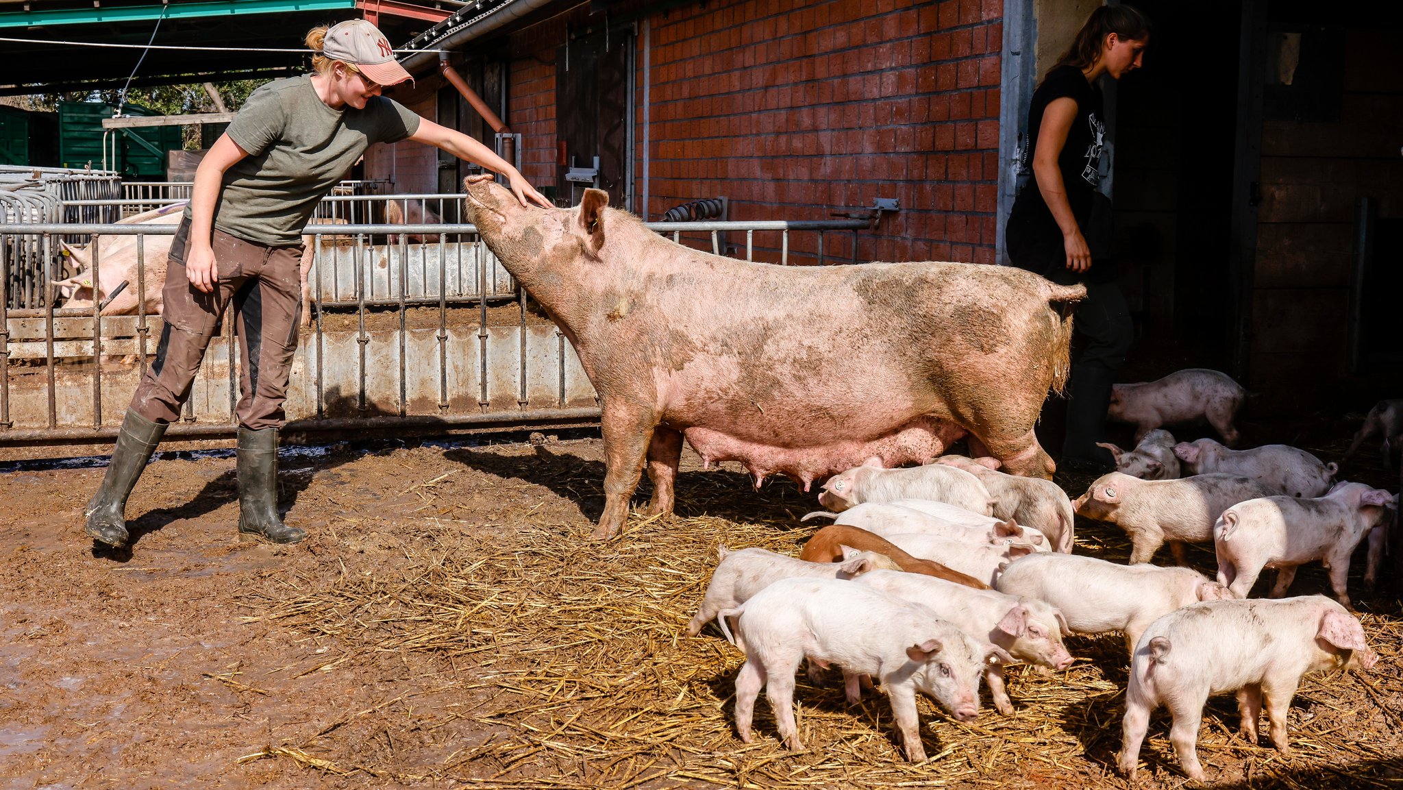 Eine Muttersau mit Ferkeln steht auf Stroh im offenen Schweinestall. Eine Frau, krault das Tier.