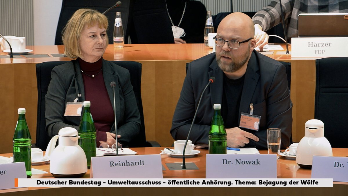 Über die Bejagung der Wölfe gibt es im Bundestag eine öffentliche Anhörung: Szene aus "Im Land der Wölfe"