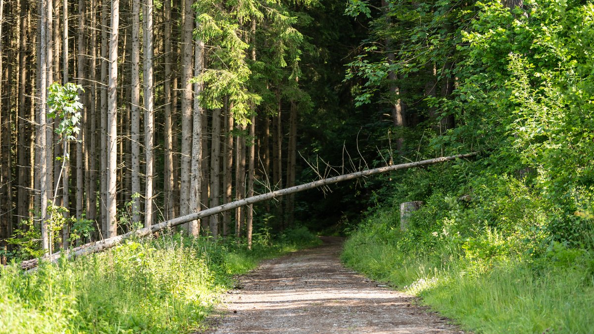 Symbolbild: Ein umgestürzter Nadelbaum versperrt einen Waldweg.