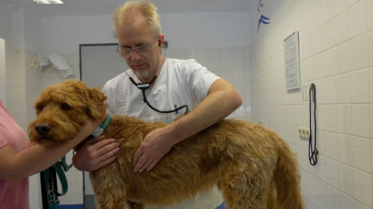 Immer mehr Hunde im Cannabis-Rausch