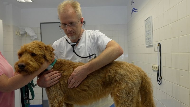 Immer mehr Hunde mit Cannabis-Vergiftung | Bild: Oliver Römhild Immer mehr Hunde mit Cannabis-Vergiftung
