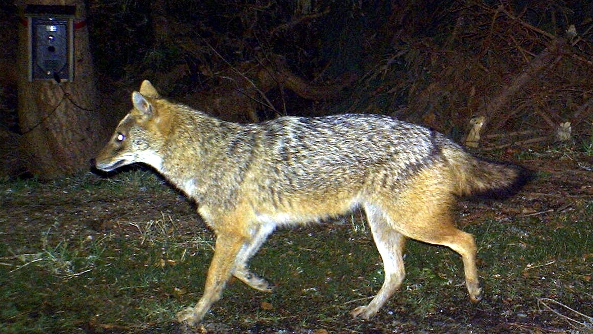 Bild einer Fotofalle in der Nähe der Racheldiensthütte im Bayerischen Wald, Landkreis Freyung-Grafenau, 26.04.2012