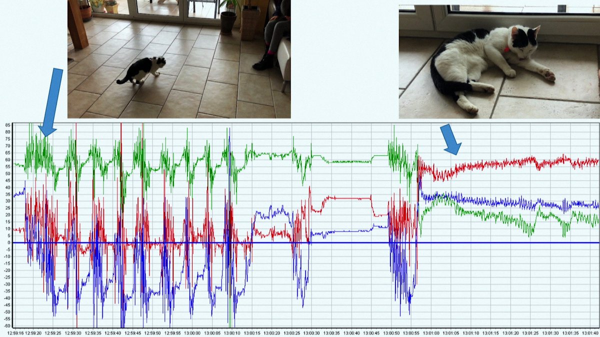 Katze mit Sender und Grafik mit Aktivität.