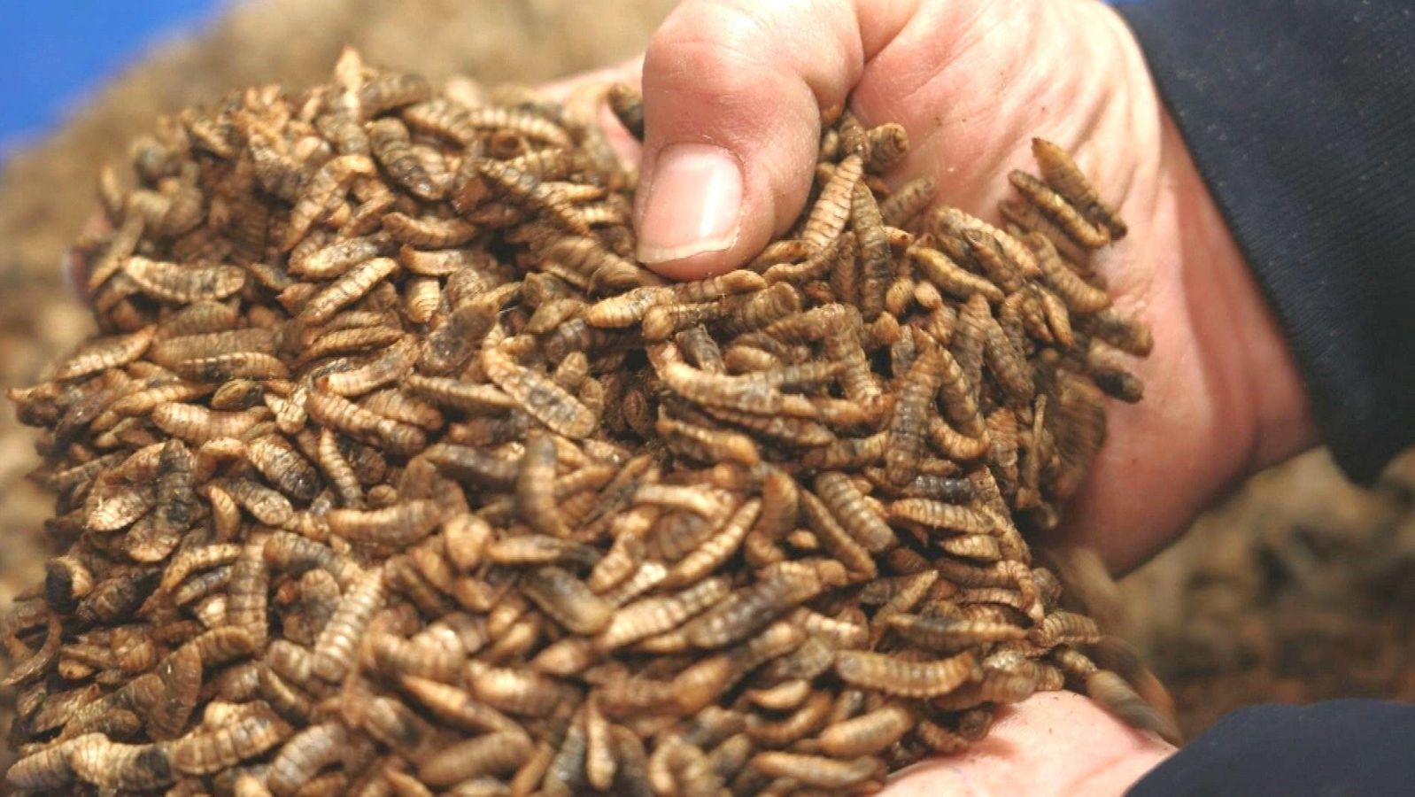 Larven der Schwarzen Soldatenfliege als Schweinefutter.