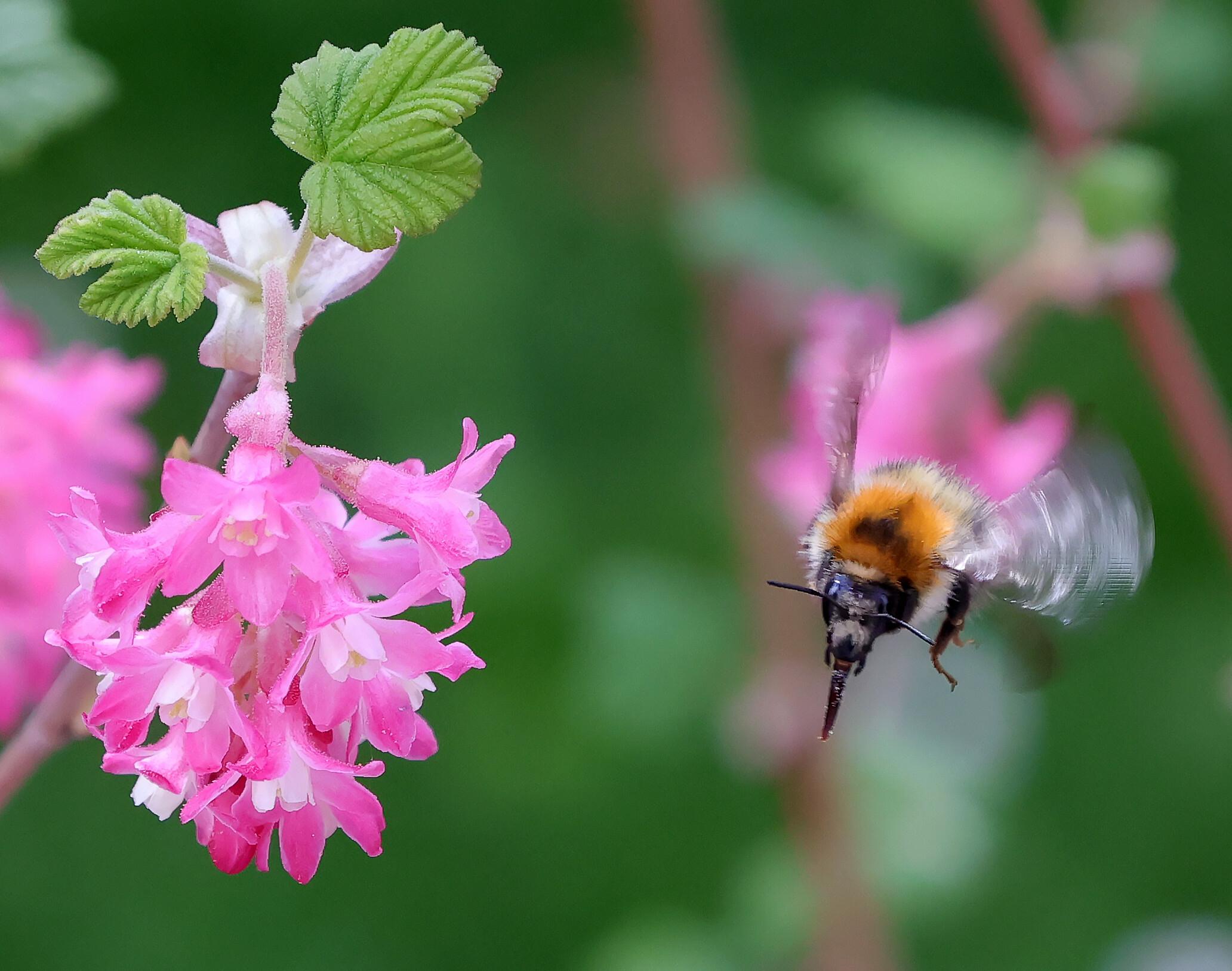 Vom Aussterben bedroht: Neben den Waldbienen sind in Bayern knapp die Hälfte der untersuchten Tier- und Pflanzenarten bedroht.