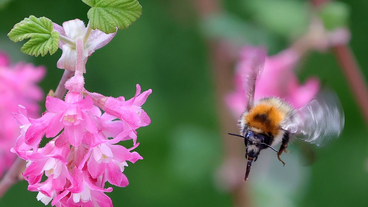 Vom Aussterben bedroht: Neben den Waldbienen sind in Bayern knapp die Hälfte der untersuchten Tier- und Pflanzenarten bedroht. | Bild: picture alliance / picture alliance | Philippe Ruiz Vom Aussterben bedroht: Neben den Waldbienen sind in Bayern knapp die Hälfte der untersuchten Tier- und Pflanzenarten bedroht.