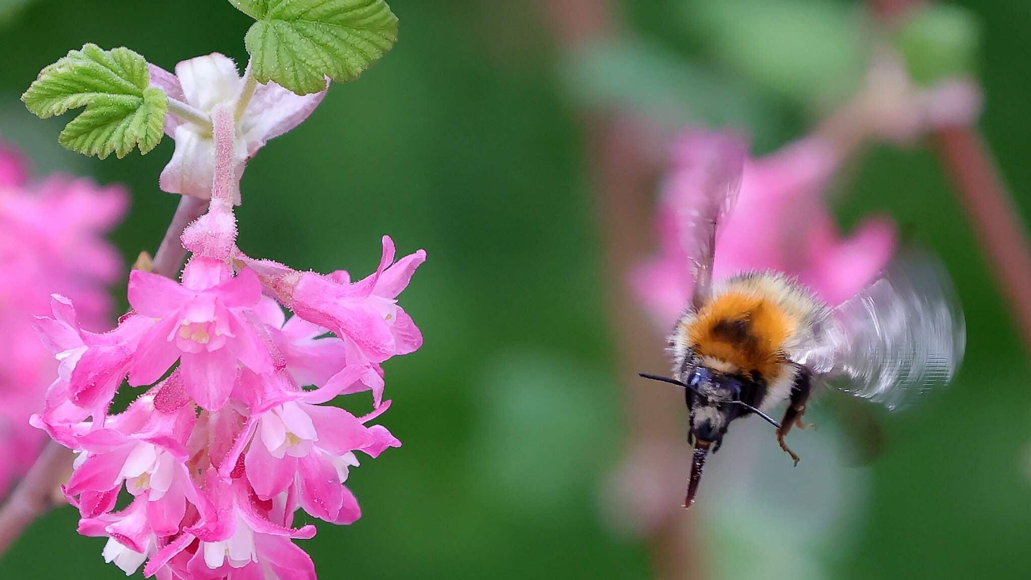 Vom Aussterben bedroht: Neben den Waldbienen sind in Bayern knapp die Hälfte der untersuchten Tier- und Pflanzenarten bedroht. | Bild: picture alliance / picture alliance | Philippe Ruiz Vom Aussterben bedroht: Neben den Waldbienen sind in Bayern knapp die Hälfte der untersuchten Tier- und Pflanzenarten bedroht.