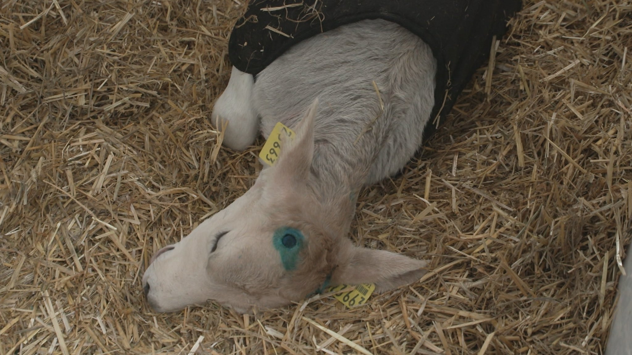 Nach dem Enthornen wird die Brandwunde üblicherweise mit einem blauen Antibiotikaspray behandelt. Wichtig für die Wundheilung.